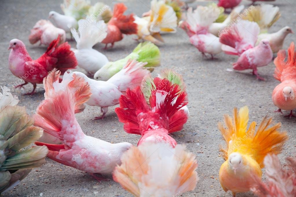 Pink pigeon
