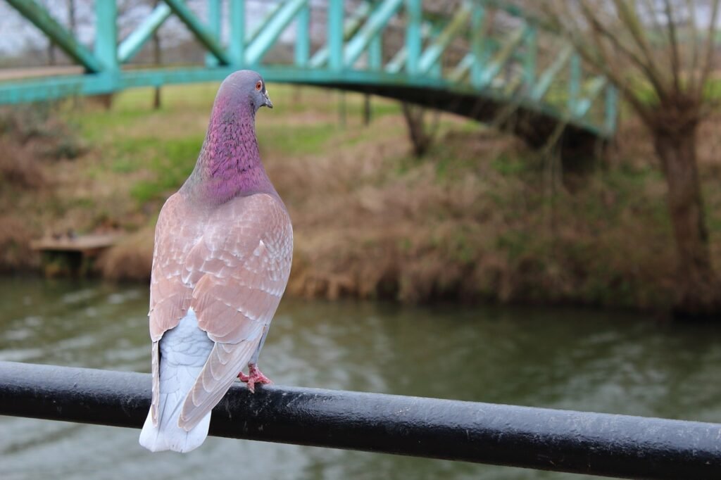 Pink pigeon